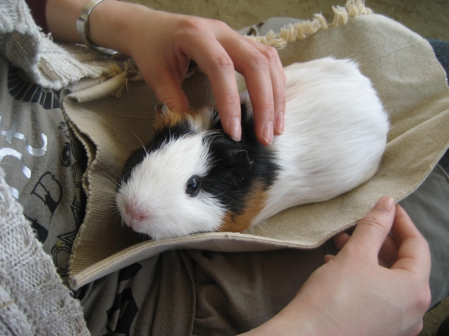 ふれあい動物園