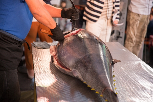 お魚解体ショー