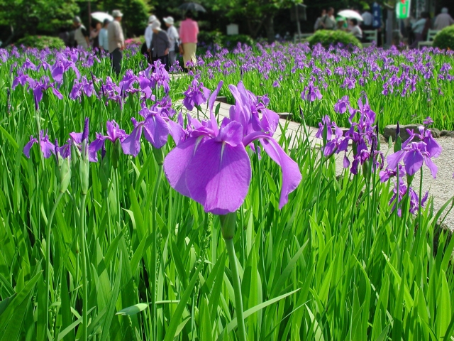 花しょうぶ