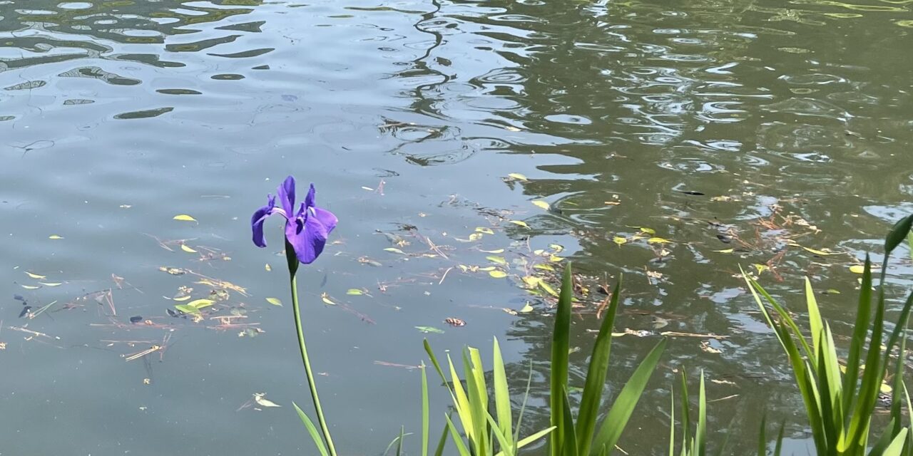 カキツバタ