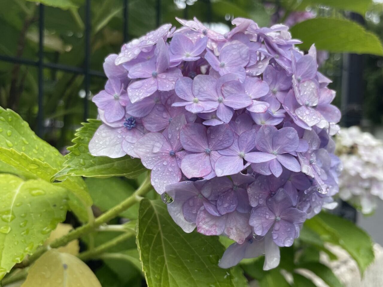 紫陽花