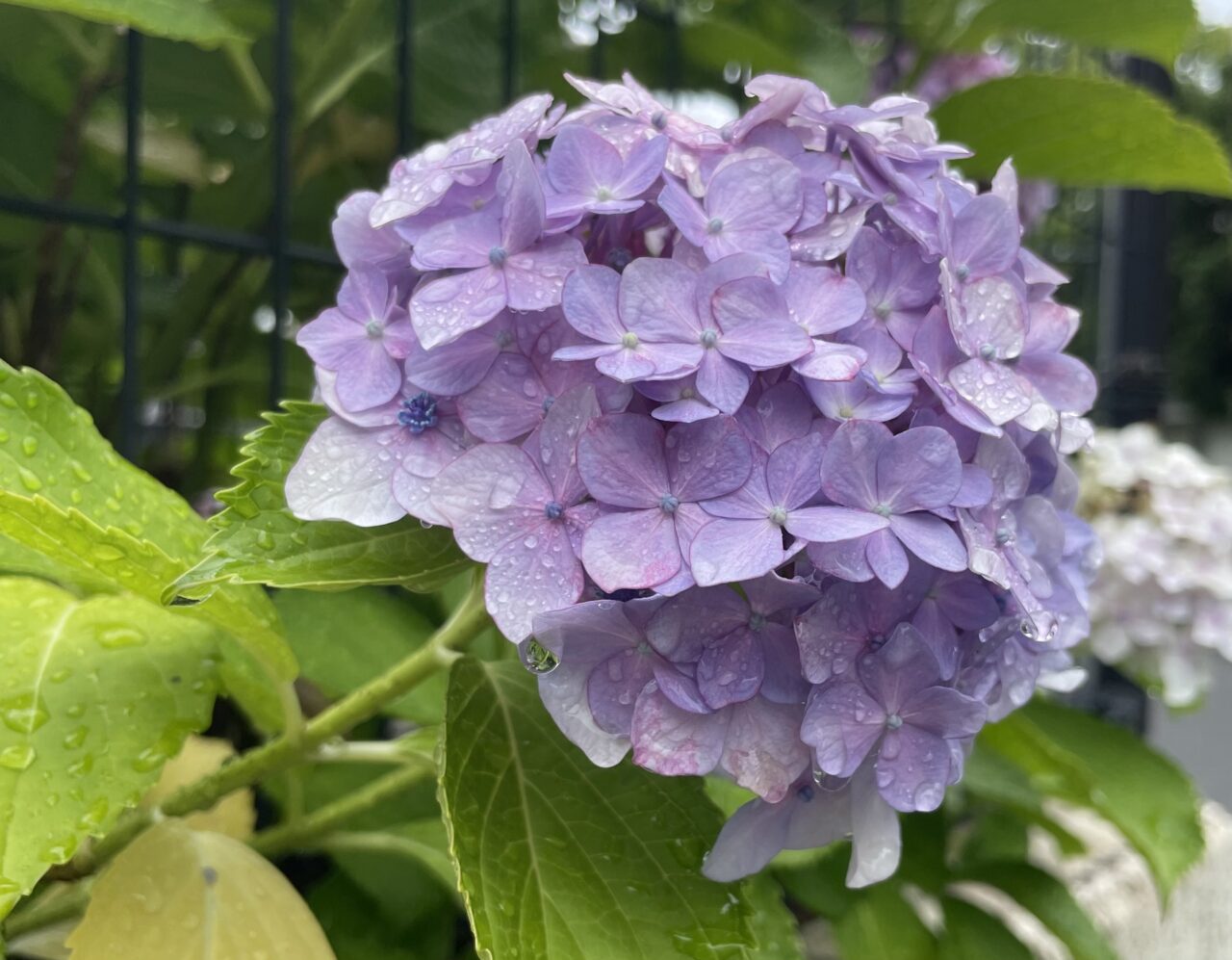 紫陽花