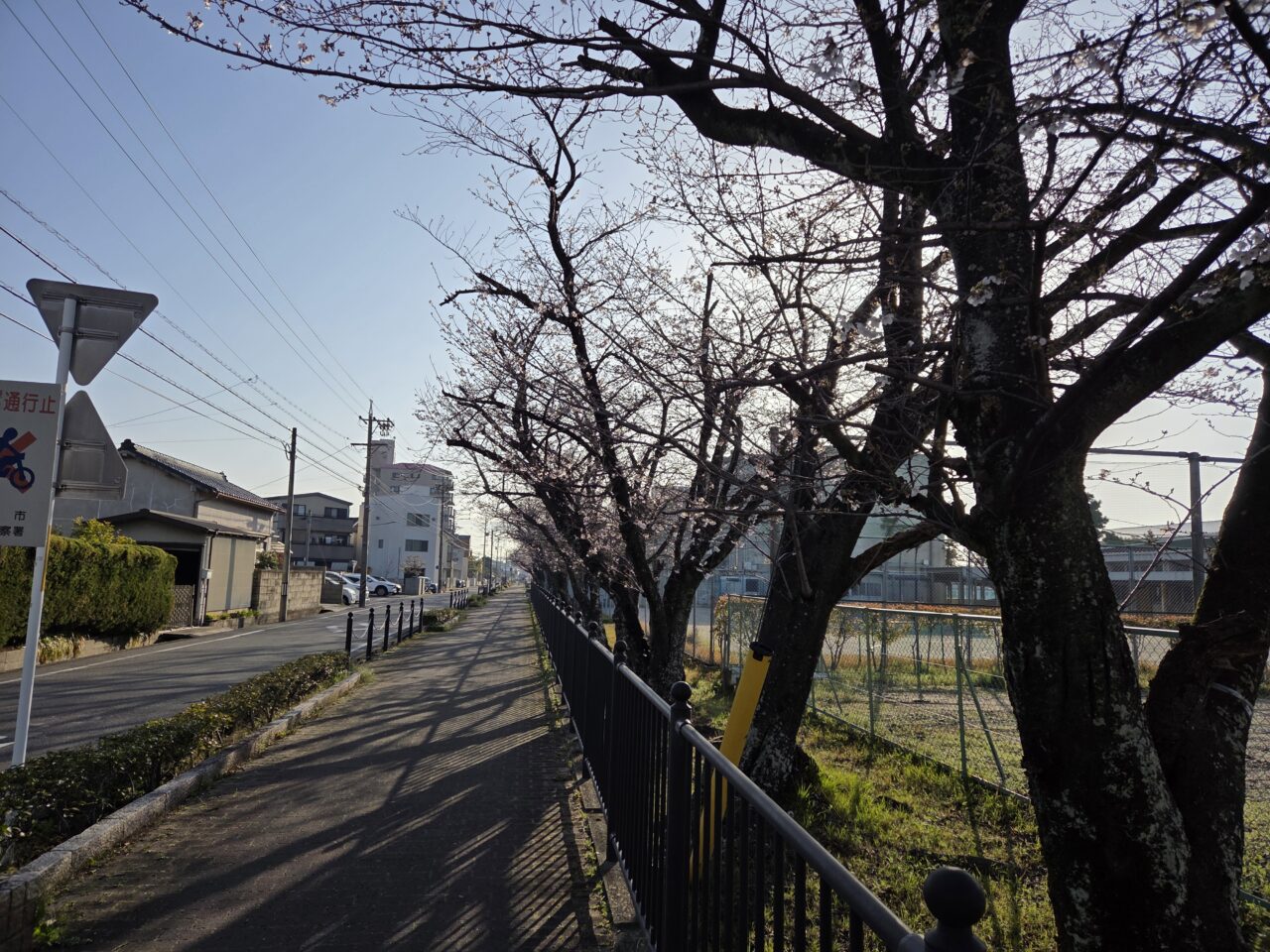知立中学校桜並木